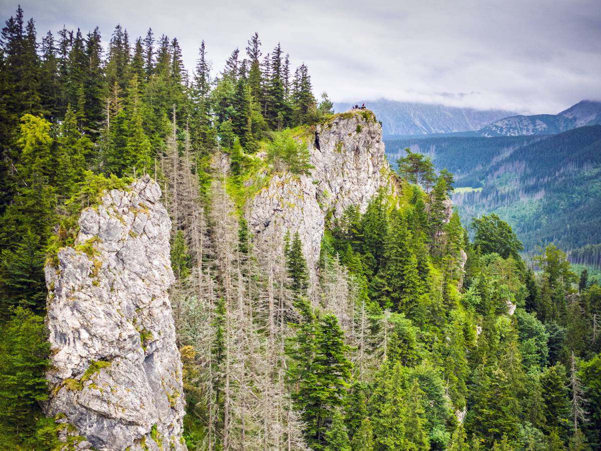 117-nosal-latwy-do-zdobycia